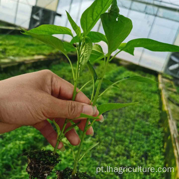 Duas pimentas de pimenta de pimenta comida cozinhando